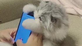 鸭王电影手机在线观看,手机在线观看，畅享视听盛宴