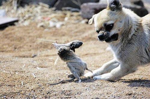 狗抓老鼠新闻爆料视频播放,罕见奇观引发网友热议,视频播放量飙升 第3张 狗抓老鼠新闻爆料视频播放,罕见奇观引发网友热议,视频播放量飙升 第3张